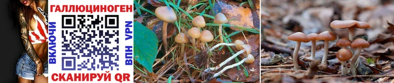 Галлюциногенные грибы Psilocybe  МЕГА сайт  Богучар 